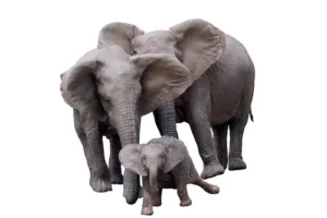 All-Things-Bright-and-Beautiful-3-elephants