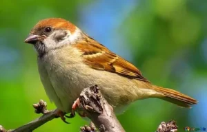 All-Things-Bright-and-Beautiful-4-sparrow