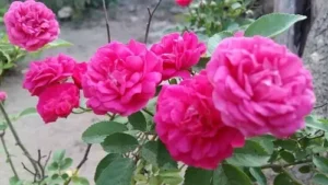 All-Things-Bright-and-Beautiful-5-pink-roses