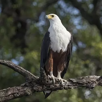 The-Eagle-Poem-Class-5-question-answers-2