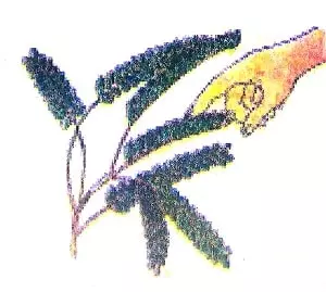 Living-and-non-living-things-4