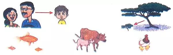 Living-and-non-living-things-reproduction-9