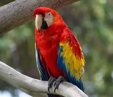 What-animals-do-poem-class-4-parrot