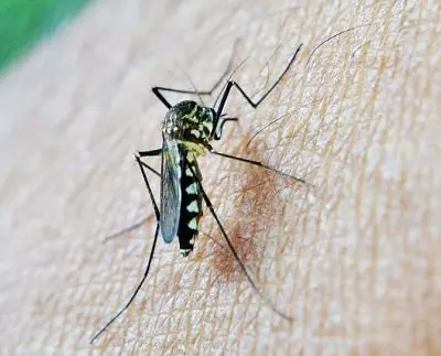 Super-Senses-Class-5-Mosquito