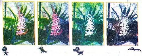 Super-Senses-Class-5-how-animals-see-colours