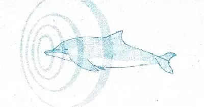 Super-Senses-Class-5-eyes-in-dolphin