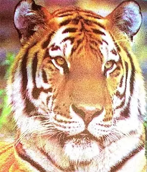 Super-Senses-Class-tiger