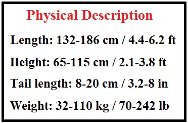 The-Markhor-Class-7-Physical-description