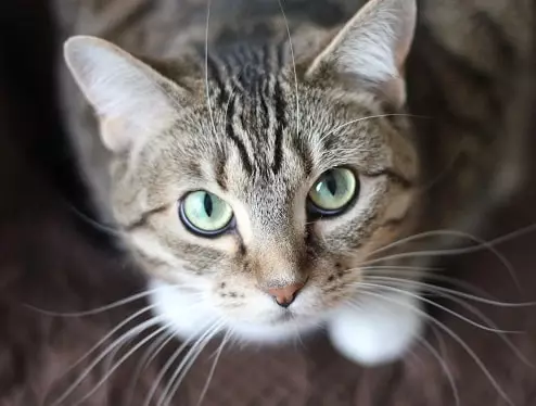 What-Animals-Do-poem-class-4