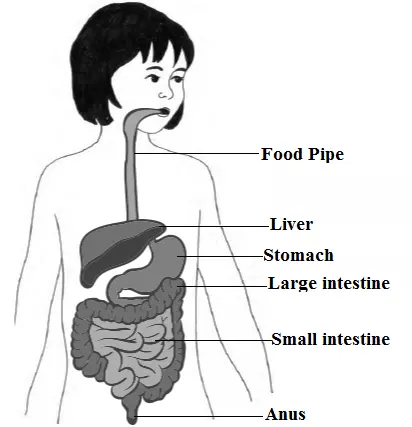 jkbose-answers-for-class-5-evs-chapter-2-image-4