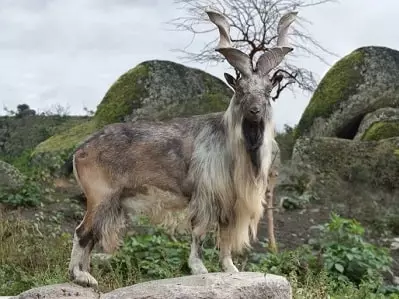 the-markhor-class-7-1