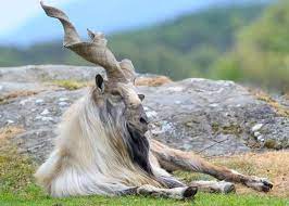 the-markhor-class-7-3