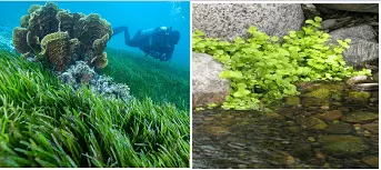 A-Treat-for-Mosquitoes-Class-5-Question-Answers-7