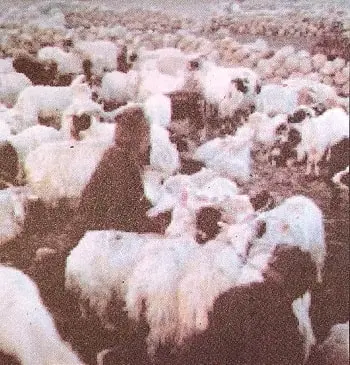 A-Shelter-So-High-Class-5-EVS-Chapter-Notes-3