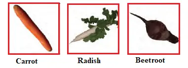 Abdul-in-the-garden-chapter-10-question-Answers-3