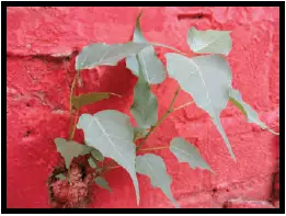 Abdul-in-the-garden-chapter-10-question-Answers-4