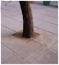 Abdul-in-the-garden-chapter-10-question-Answers-8