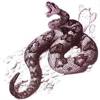 Desert-Animals-Class-6-Summary-1