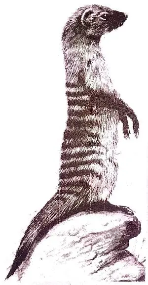 Desert-Animals-Class-6-Summary-2