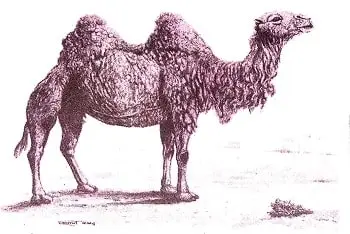 Desert-Animals-Class-6-Summary-3