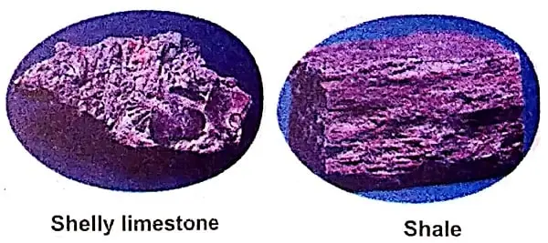 Rocks-and-Minerals-Class-5-EVS-Shelly-limestone-and-Shale