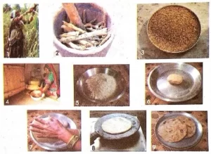 A-Seed-Tells-A-Farmers-Story-Class-5-5