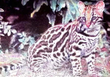 The-Gumbie-Cat-Class-7-Summary-and-Question-Answers-2