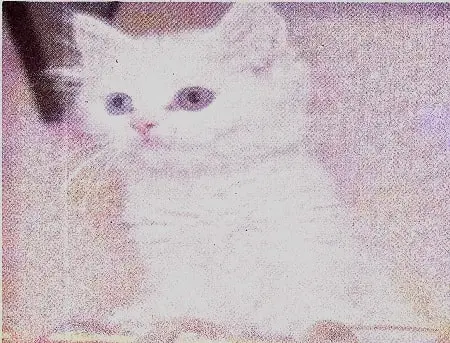 The-Gumbie-Cat-Class-7-Summary-and-Question-Answers-3