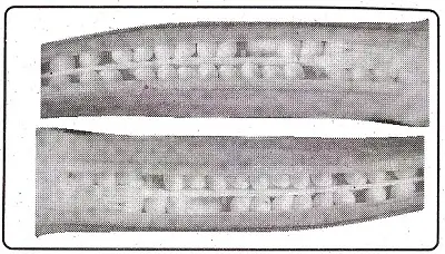 From home to market class 4 evs 3