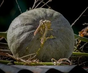 From-home-to-market-class-4-evs-5