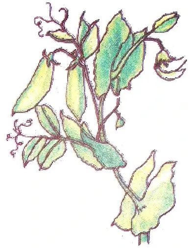 Like-Father-Like-Daughter-Class-5-Chapter-Notes-6