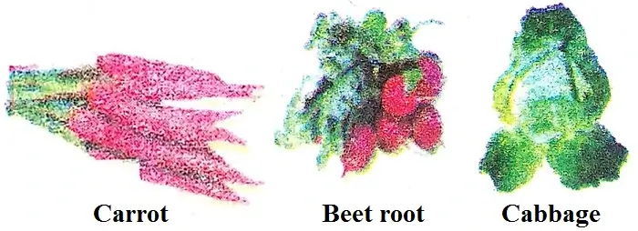 Raw-food-Food-and-Fun