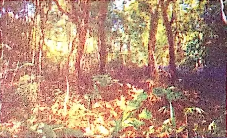 Whose Forests Class 5 EVS Chapter Notes 7