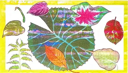 The-Plant-Fairy-Class-3rd-Question-Answers-3