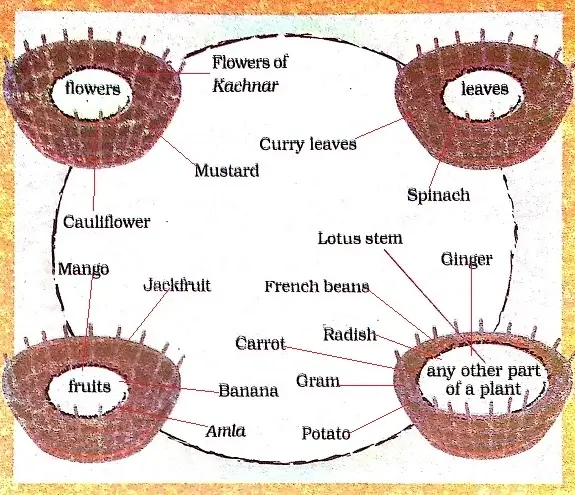 The-Story-of-Food-Class-3-EVS-Question-Answers-5