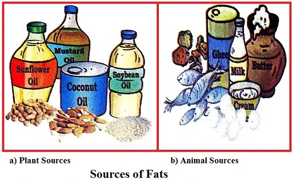 Components-of-Food-Class-6th-sources-of-fat