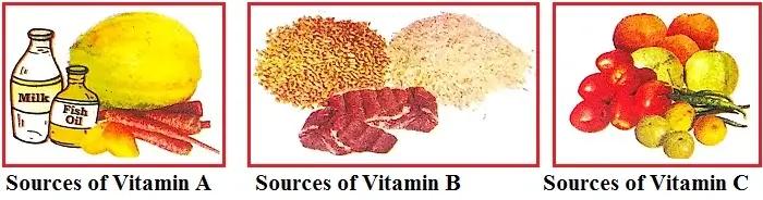Components-of-Food-Class-6th-sources-of-vitamins