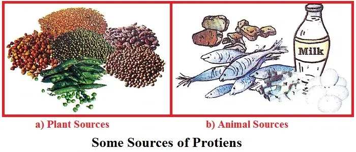 Components-of-Food-Class-6th-sources-of-proteins