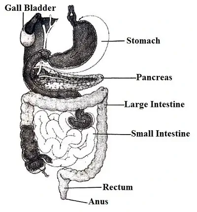 Digestive-system-of-human-being