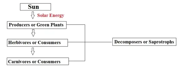 Nutrition-in-Plants-class-7th-3