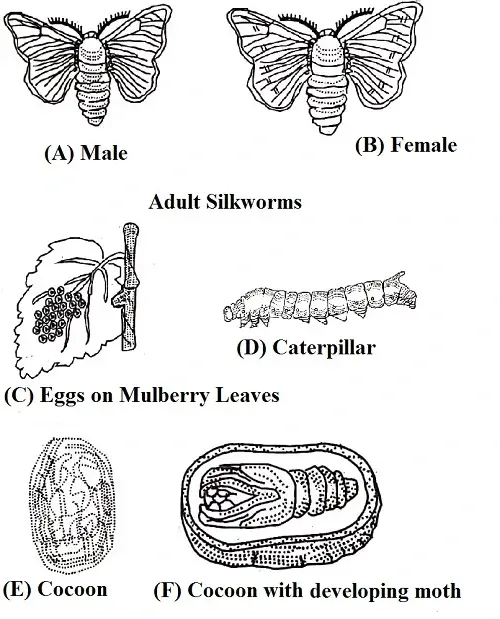 fibre-to-fabric-class-7th-2