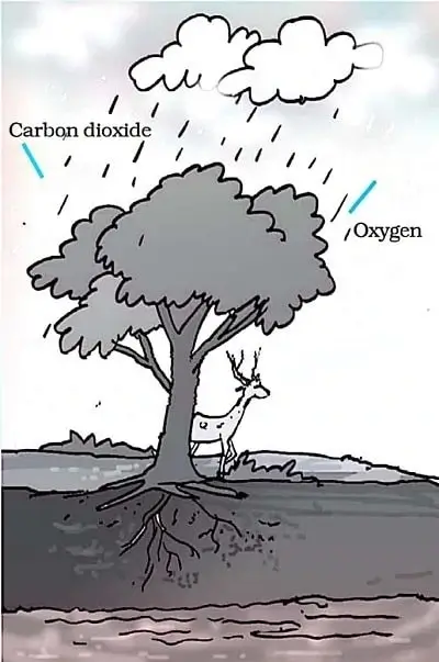 Forests-Our-Lifeline-Class-7-image-2