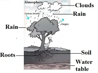 Forests-Our-Lifeline-Class-7-image-3