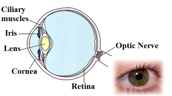 Light-Chapter-12-Class-8-Question-Answers-3