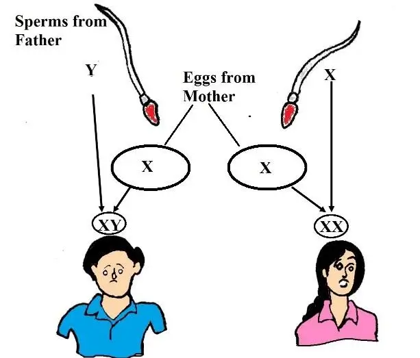 Reaching-the-age-of-Adolescence-image-2