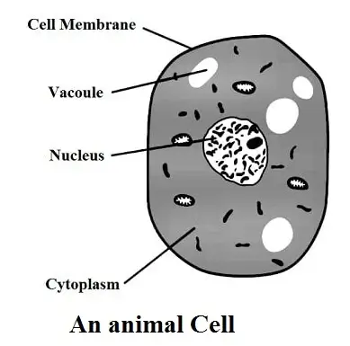 The-Cell-Chapter-16-Class-8-Question-Answers-2