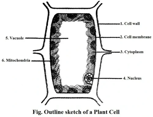 The-Cell-Chapter-16-Class-8-Question-Answers-3