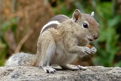 Squirrel-poem-class-7th